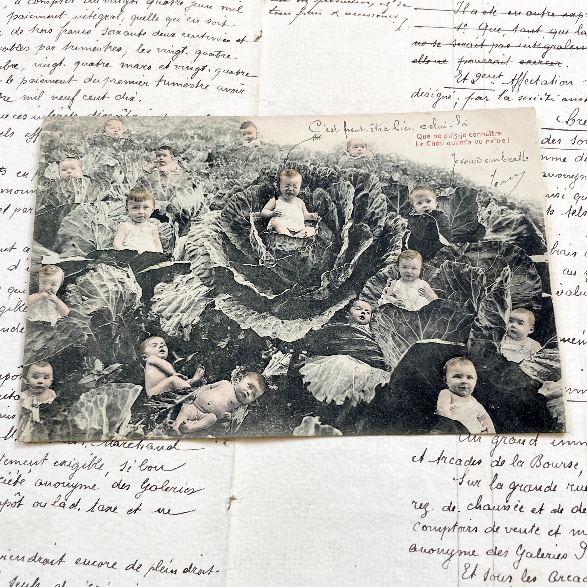 1910s - French Postcard - Babies In Cabbages - Vintage Humorous Folklore - Infant Whimsy Greeting Card - Early 20th Century Charm