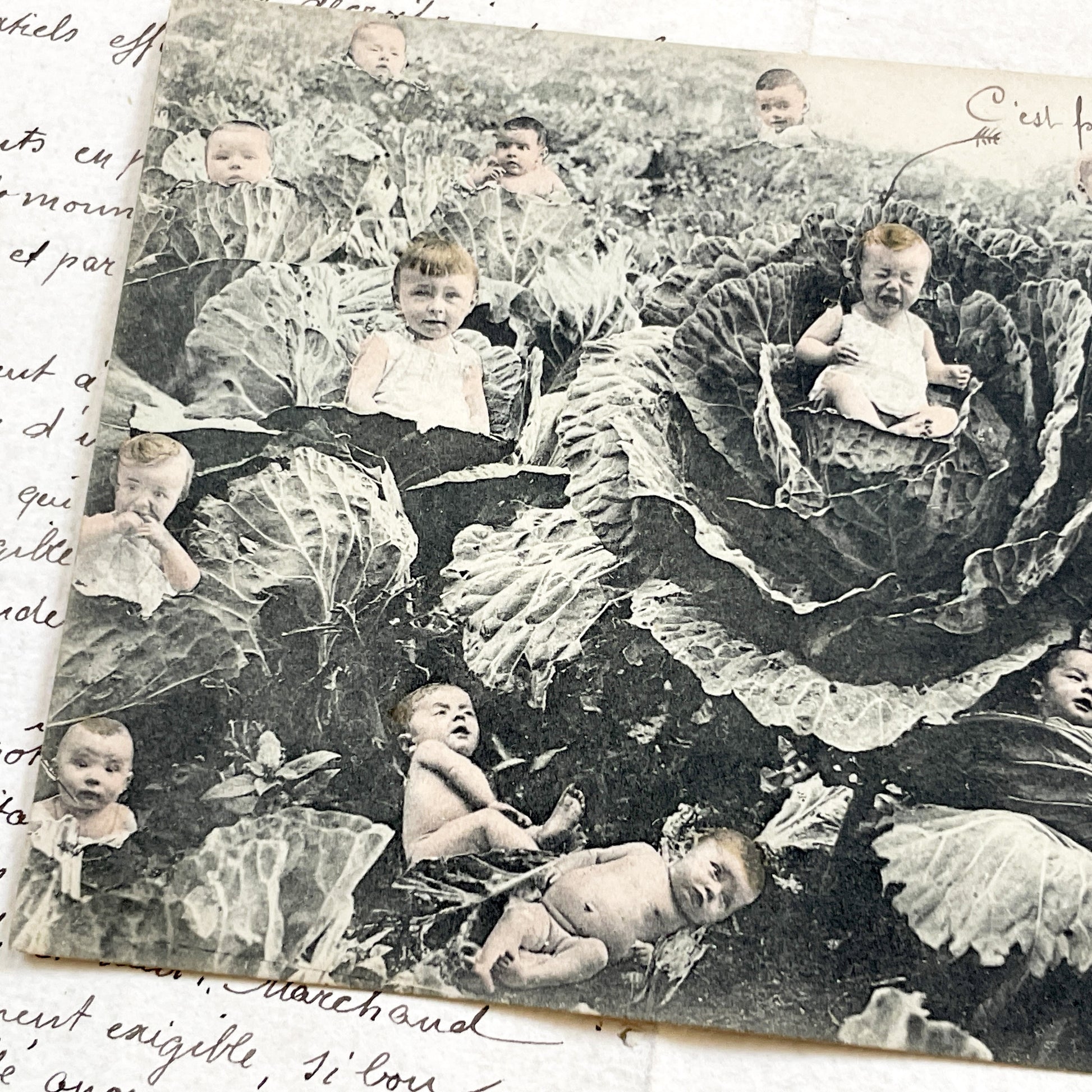 1910s - French Postcard - Babies In Cabbages - Vintage Humorous Folklore - Infant Whimsy Greeting Card - Early 20th Century Charm