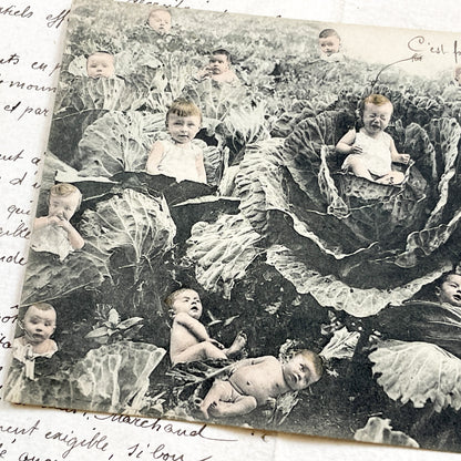 1910s - French Postcard - Babies In Cabbages - Vintage Humorous Folklore - Infant Whimsy Greeting Card - Early 20th Century Charm