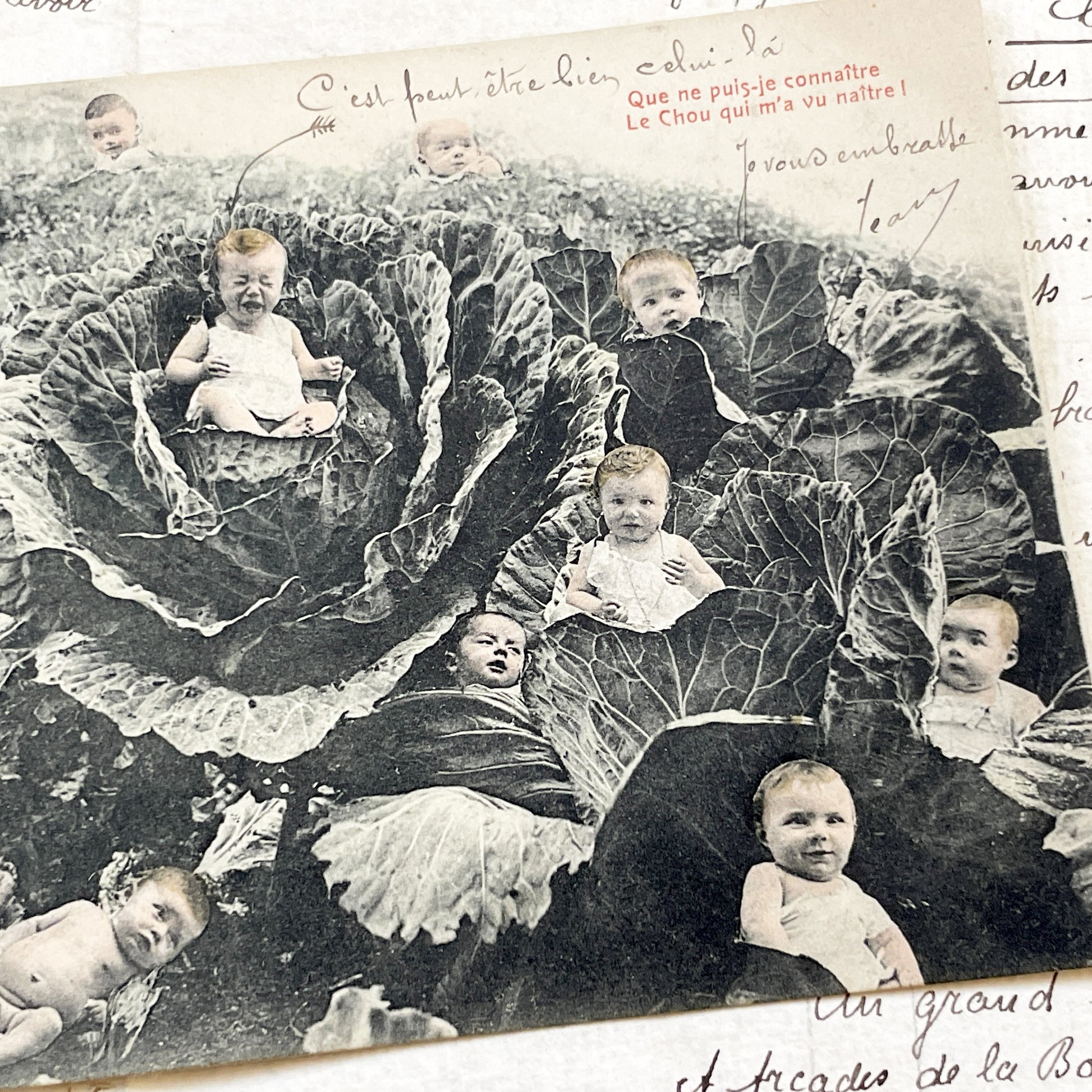1910s - French Postcard - Babies In Cabbages - Vintage Humorous Folklore - Infant Whimsy Greeting Card - Early 20th Century Charm