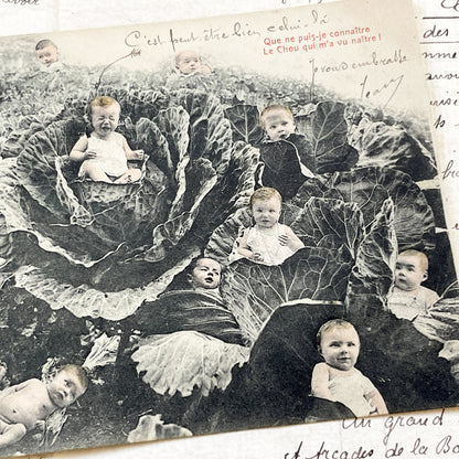 1910s - French Postcard - Babies In Cabbages - Vintage Humorous Folklore - Infant Whimsy Greeting Card - Early 20th Century Charm