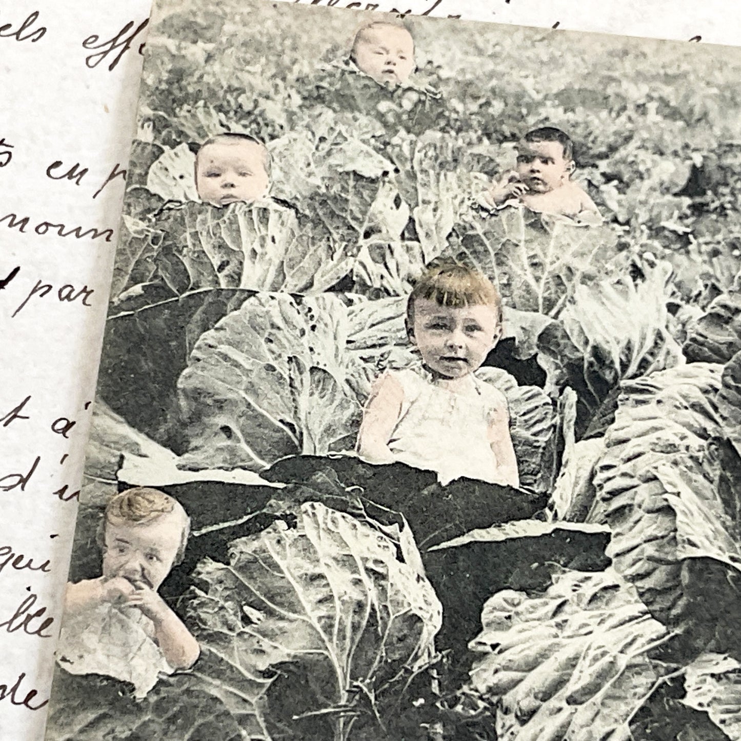 1910s - French Postcard - Babies In Cabbages - Vintage Humorous Folklore - Infant Whimsy Greeting Card - Early 20th Century Charm