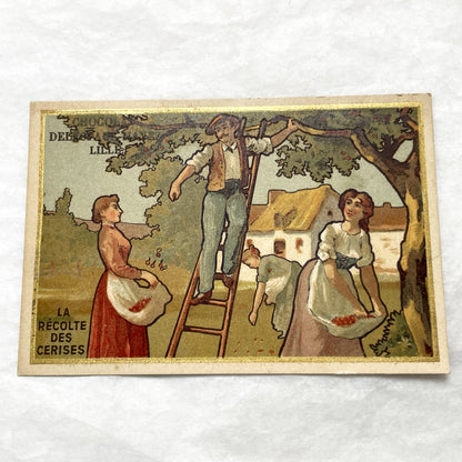 1900s - Vintage French Chromo Card from Chocolat Delespaul-Wavrez - Lille Advertisements - La Récolte des Cerises