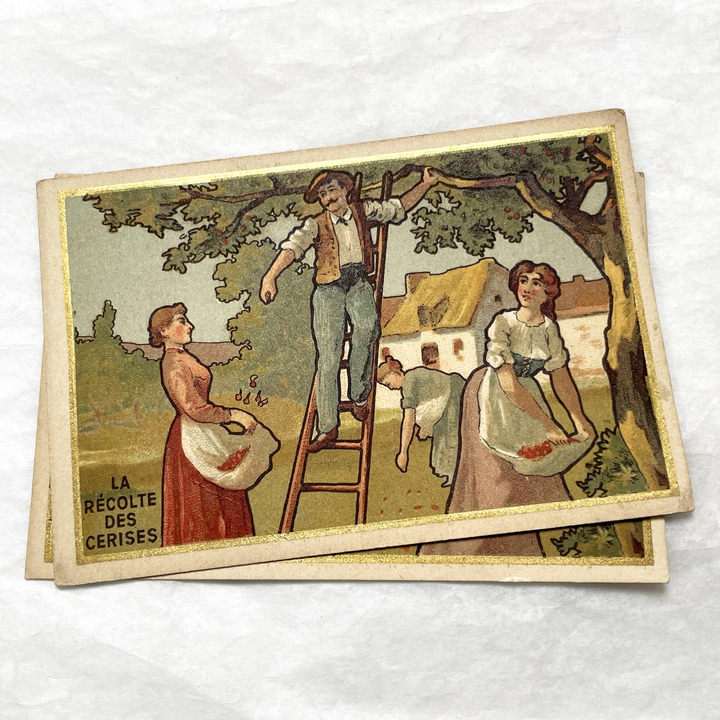 1900s - Vintage French Chromo Card from Chocolat Delespaul-Wavrez - Lille Advertisements - La Récolte des Cerises