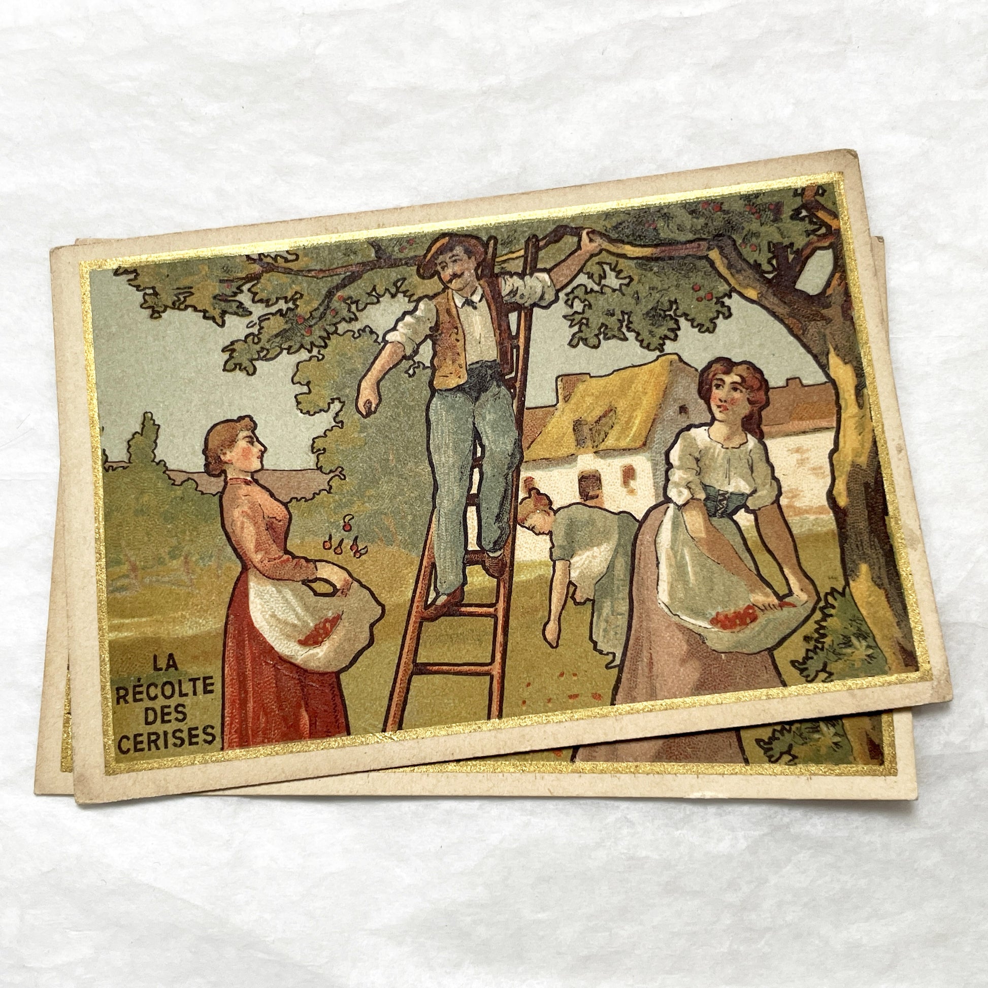 1900s - Vintage French Chromo Card from Chocolat Delespaul-Wavrez - Lille Advertisements - La Récolte des Cerises
