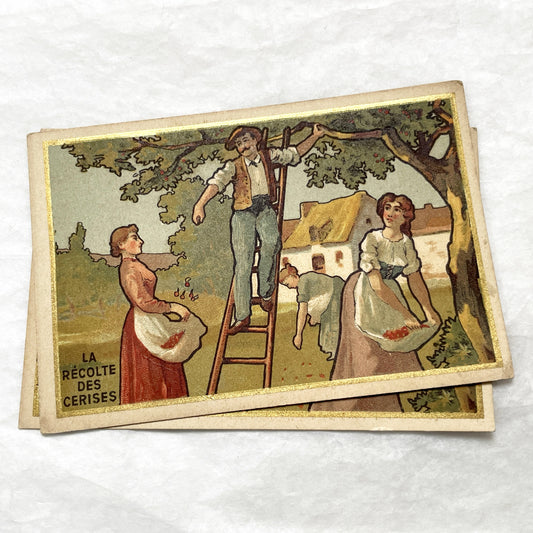 1900s - Vintage French Chromo Card from Chocolat Delespaul-Wavrez - Lille Advertisements - La Récolte des Cerises