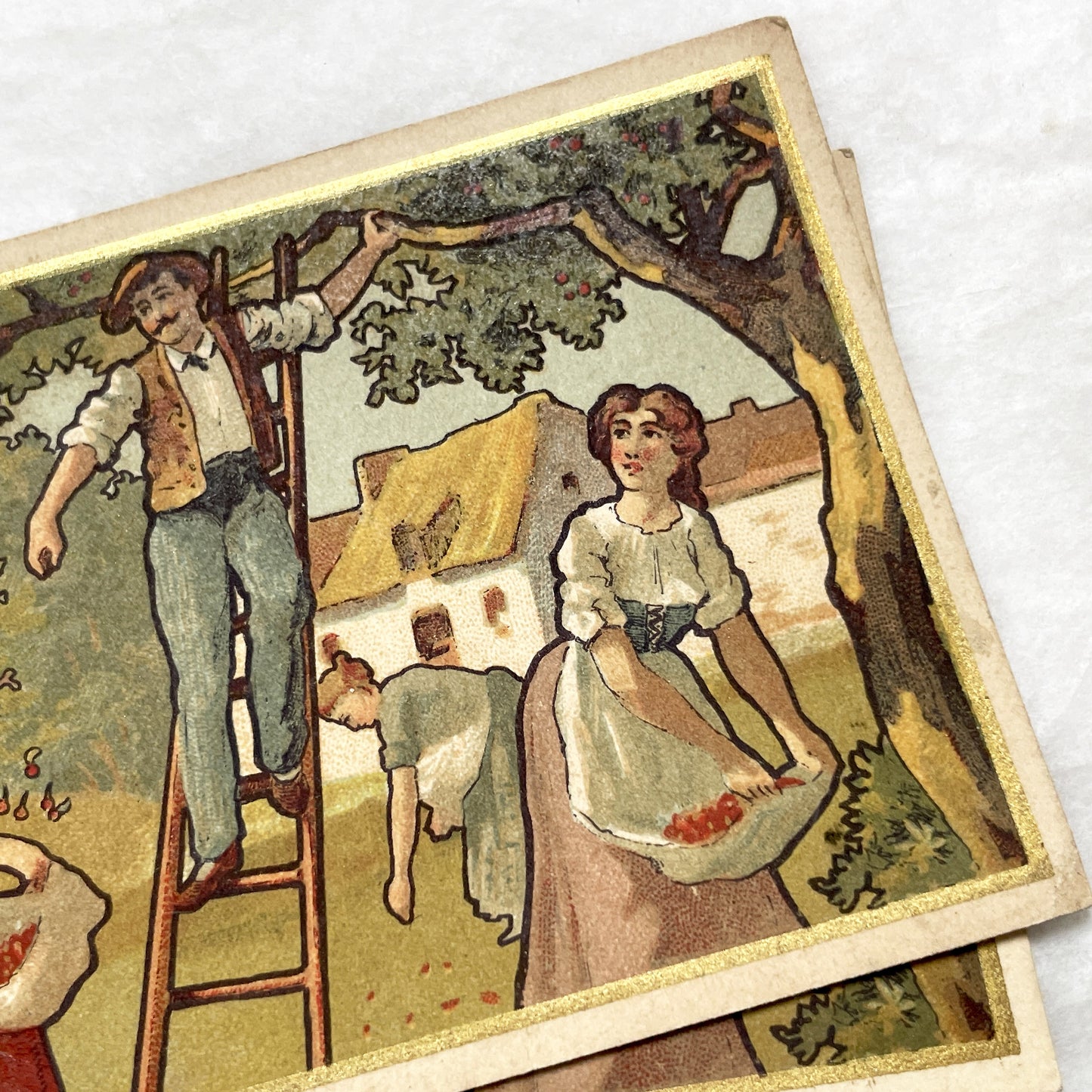 1900s - Vintage French Chromo Card from Chocolat Delespaul-Wavrez - Lille Advertisements - La Récolte des Cerises