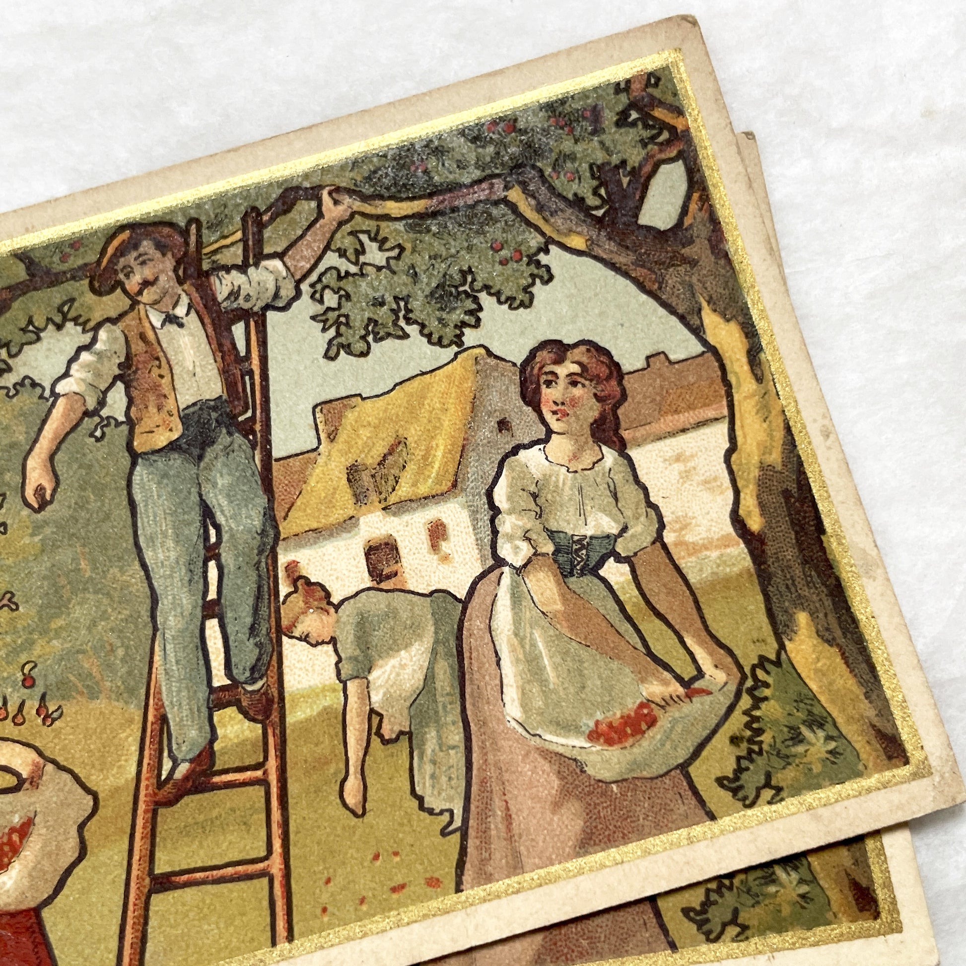 1900s - Vintage French Chromo Card from Chocolat Delespaul-Wavrez - Lille Advertisements - La Récolte des Cerises