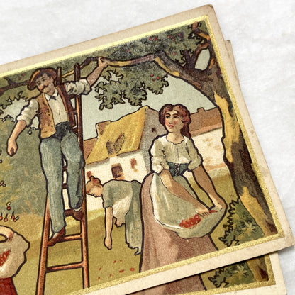 1900s - Vintage French Chromo Card from Chocolat Delespaul-Wavrez - Lille Advertisements - La Récolte des Cerises