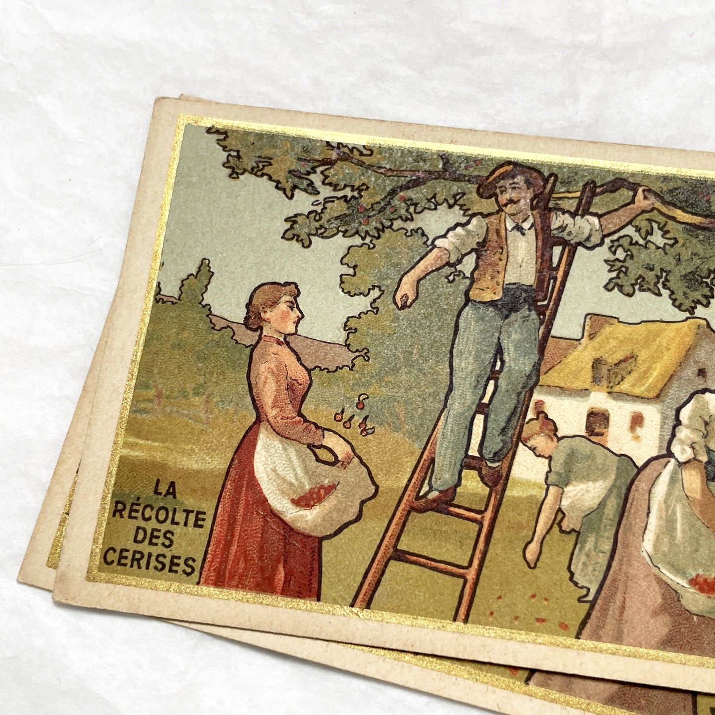 1900s - Vintage French Chromo Card from Chocolat Delespaul-Wavrez - Lille Advertisements - La Récolte des Cerises