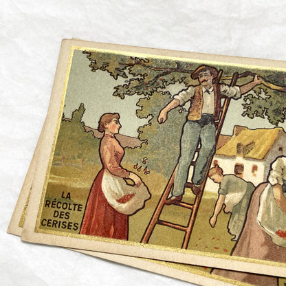 1900s - Vintage French Chromo Card from Chocolat Delespaul-Wavrez - Lille Advertisements - La Récolte des Cerises