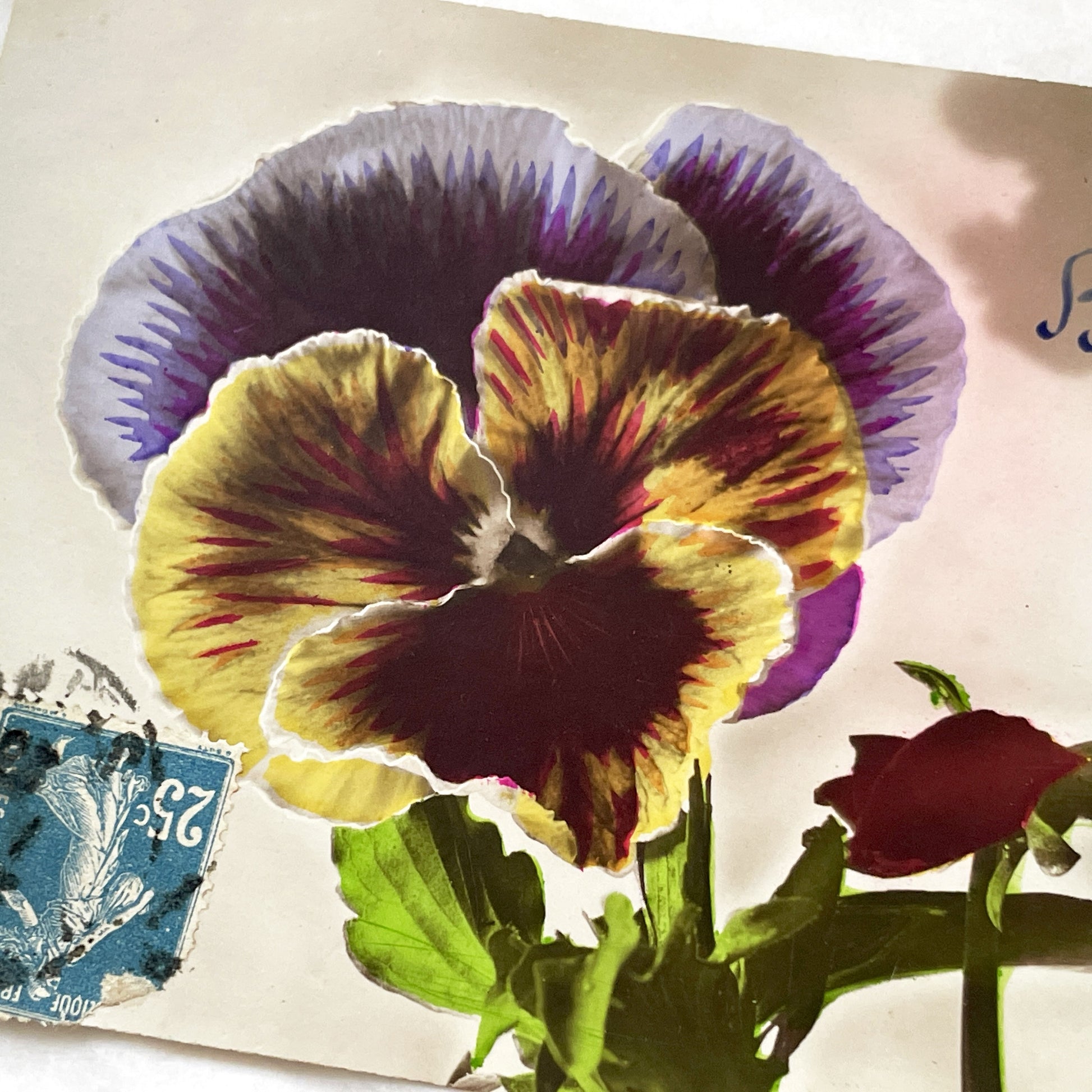 1900s - Vintage French Bonne Année Postcard - Vibrant Pansy Flower Art - Edwardian Era Greeting - New Year Floral Ephemera Collectible