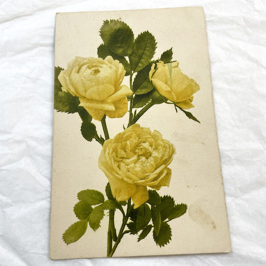 1900s - Antique Yellow Roses Postcard - Botanical Flower Art Print - Edwardian Floral Decor - Vintage Garden Ephemera
