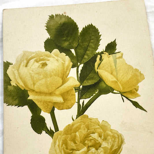 1900s - Antique Yellow Roses Postcard - Botanical Flower Art Print - Edwardian Floral Decor - Vintage Garden Ephemera