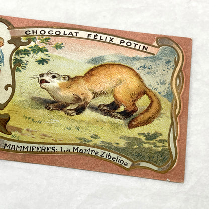 1900s - 2 Vintage Félix Potin Chocolate Advertising Cards - Mammals Series - Fox & Sable Marten Chromos - French Collectibles - Ephemera Art