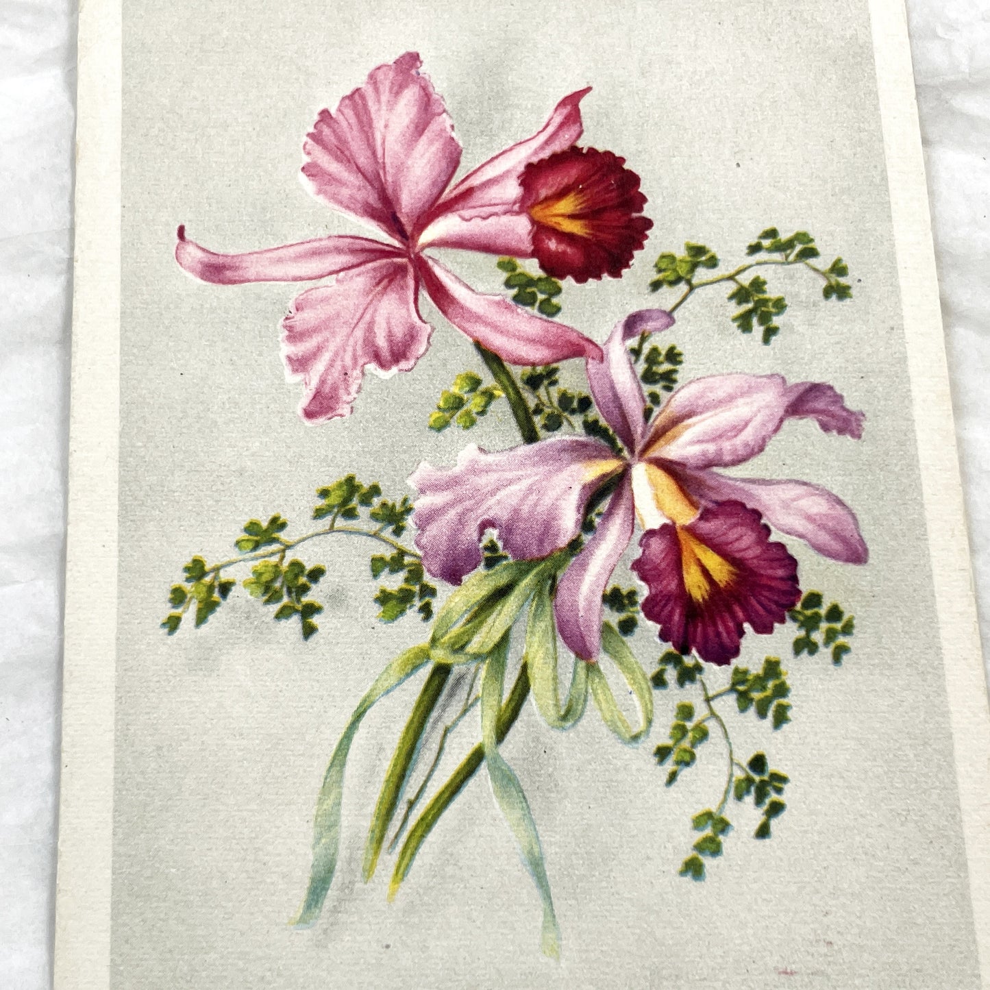 1950s - Vintage French Orchid Postcard - Bonne Fêtes Greeting Card - Botanical Flower Illustration - Antique Ephemera Collectible
