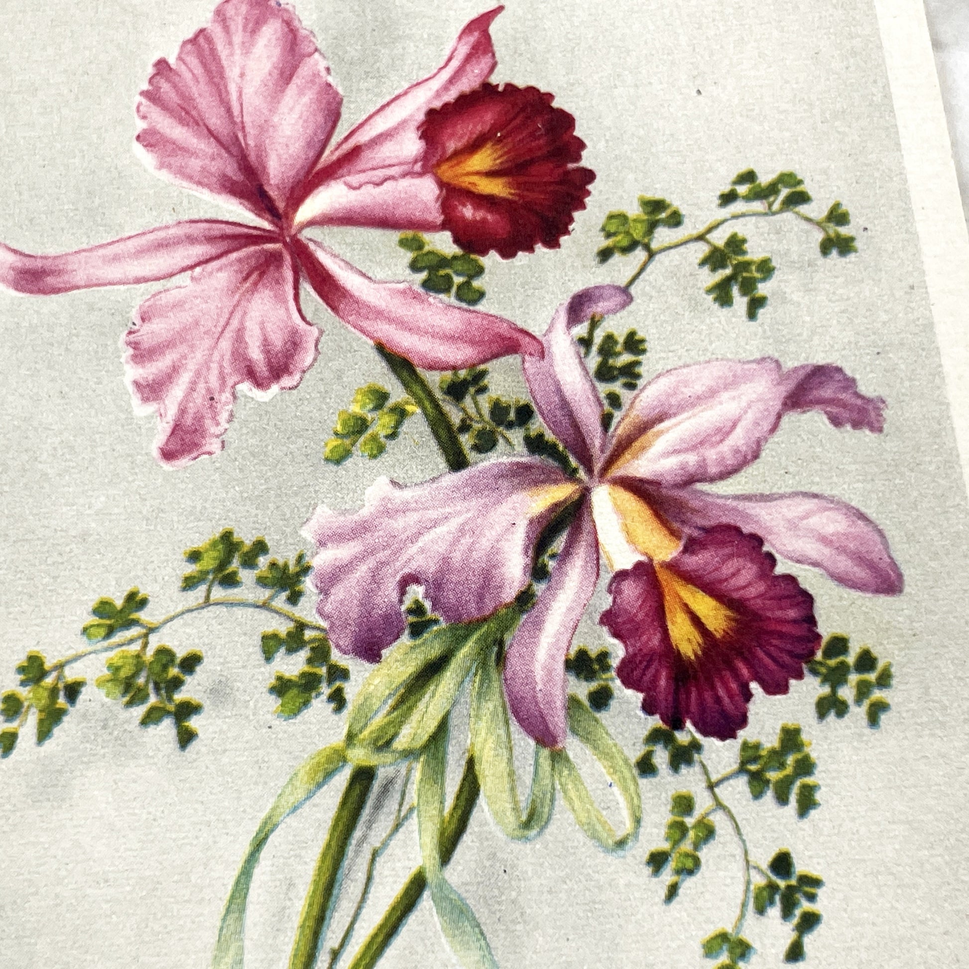 1950s - Vintage French Orchid Postcard - Bonne Fêtes Greeting Card - Botanical Flower Illustration - Antique Ephemera Collectible