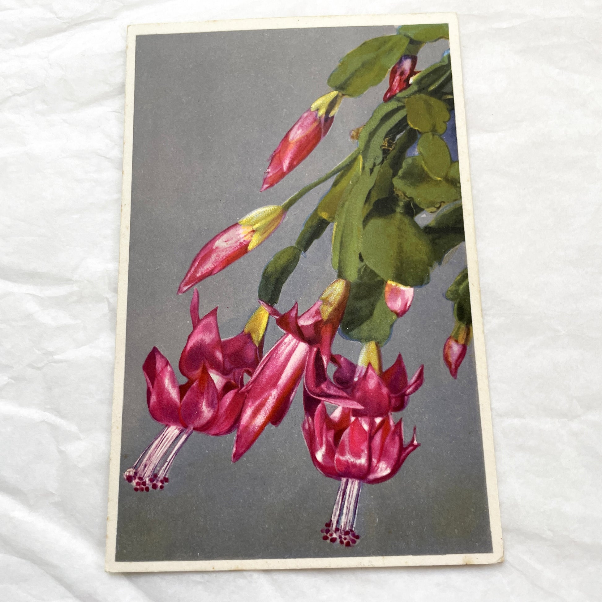 1950s - Exquisite Vintage Christmas Cactus Postcard - Botanical Illustration - Vibrant Fuchsia Flowers - Antique Plant Art 