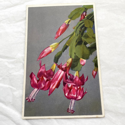 1950s - Exquisite Vintage Christmas Cactus Postcard - Botanical Illustration - Vibrant Fuchsia Flowers - Antique Plant Art 