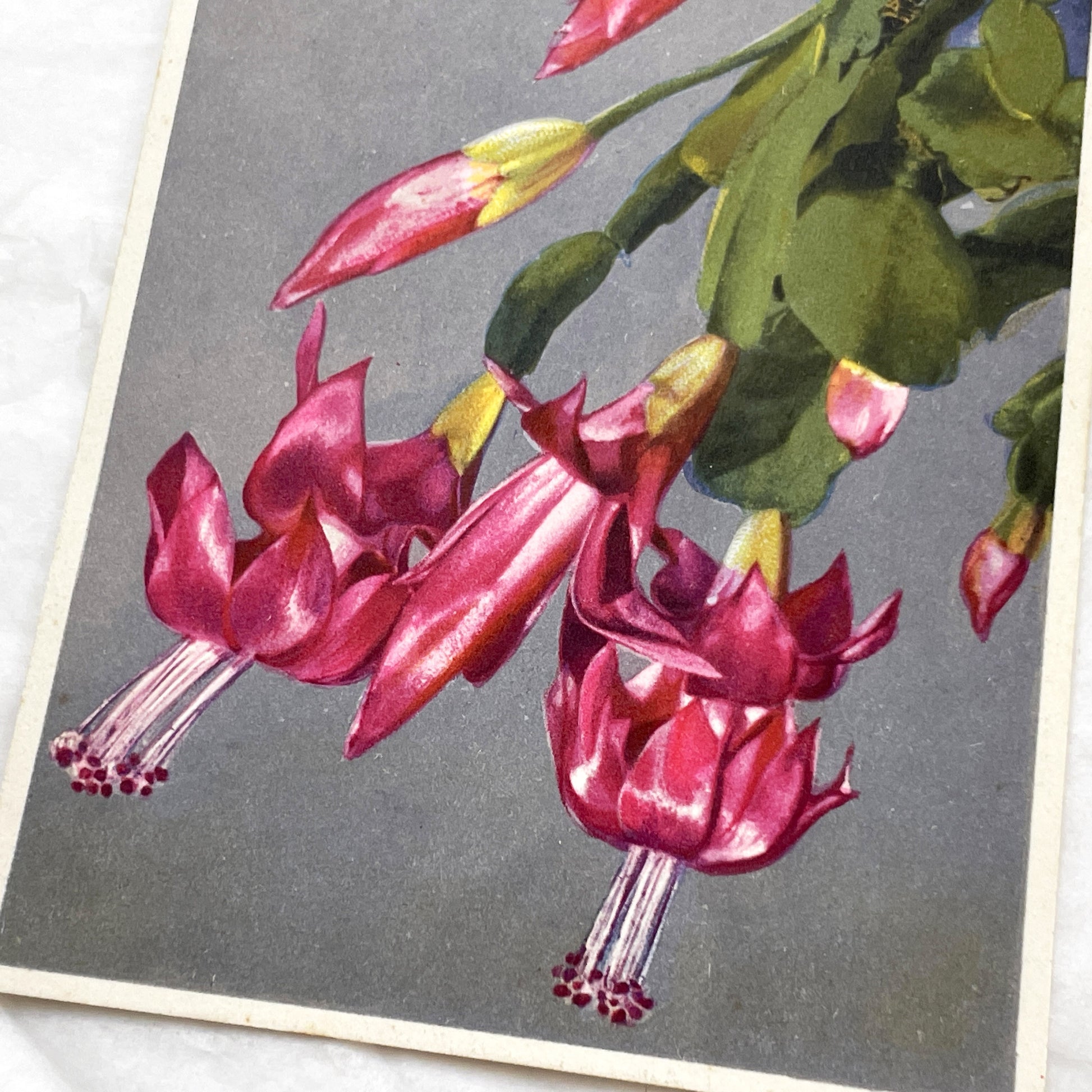 1950s - Exquisite Vintage Christmas Cactus Postcard - Botanical Illustration - Vibrant Fuchsia Flowers - Antique Plant Art 