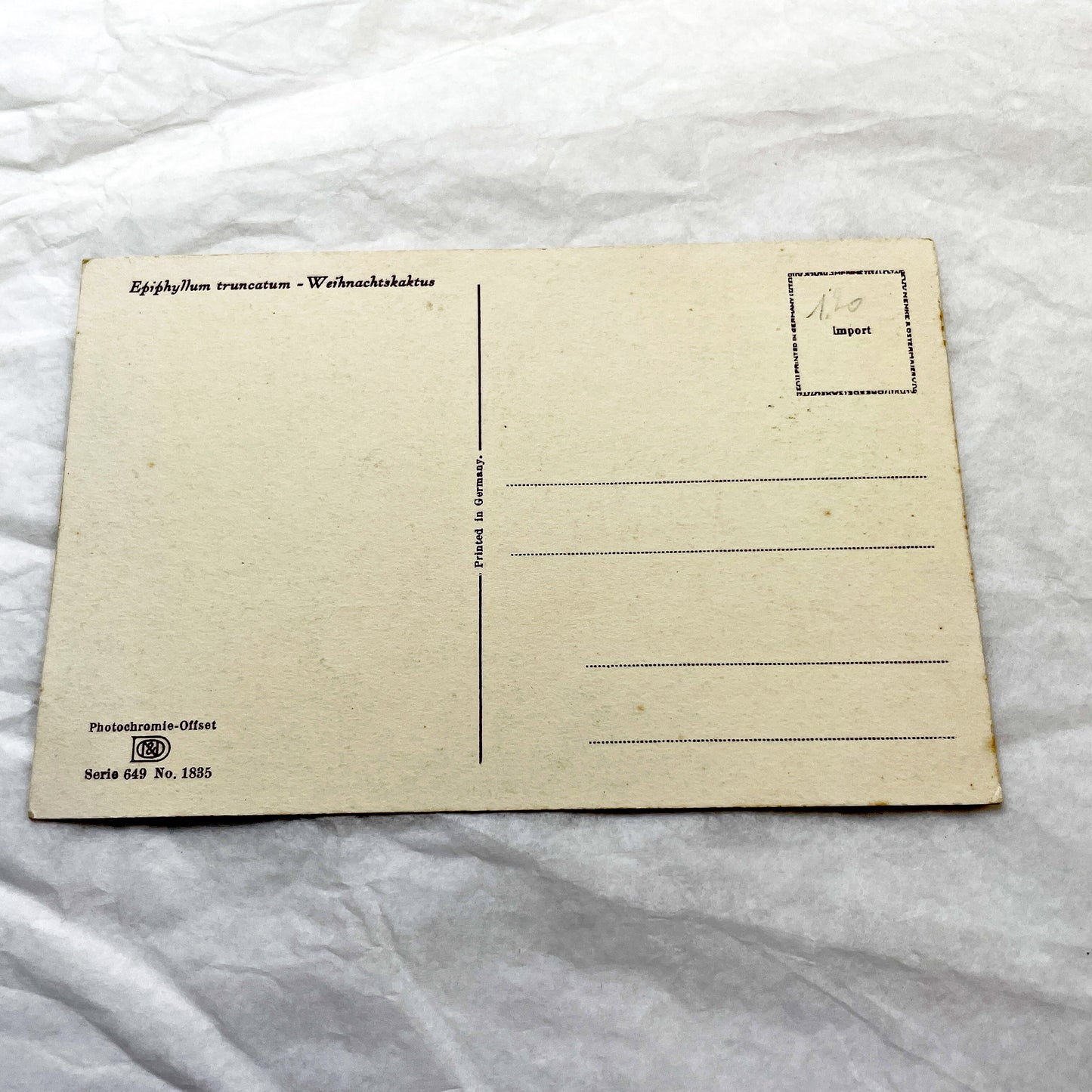 1950s - Exquisite Vintage Christmas Cactus Postcard - Botanical Illustration - Vibrant Fuchsia Flowers - Antique Plant Art 