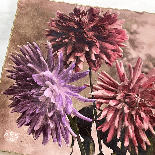 1920s - Vintage Hand-Colored Dahlia Photograph - Scalloped Gold Edge Photo Print - Antique Floral Art Piece from 1925 - Collectible Blooms
