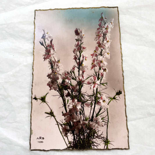 1900s - Vintage Botanical Chromolithograph - Delicate Pink Larkspur Flowers - Antique Gold Edge Art Print - Wall Decor - Collectible Print