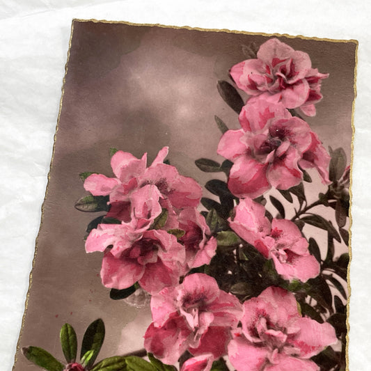 1910s - Vintage Azalea Rhododendron Floral Art Print Card - Gilded Edges Antique Ephemera - Pink Flower Bouquet - Collectible Botanical