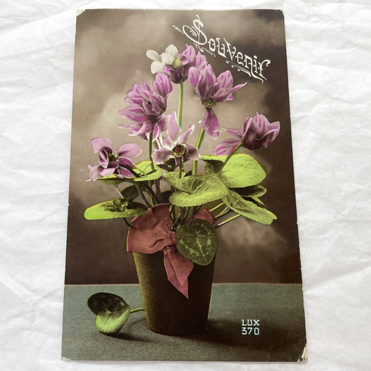 1900s - Vintage Postcard - Potted Cyclamen Flowers - Beautiful Floral Souvenir Card - Antique Botanical Ephemera - Collectible Art Print
