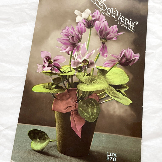1900s - Vintage Postcard - Potted Cyclamen Flowers - Beautiful Floral Souvenir Card - Antique Botanical Ephemera - Collectible Art Print