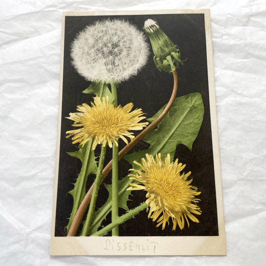 1910s - Vintage Botanical Postcard - Detailed Dandelion Flower Art - Pissenlit Plant Illustration - Collectible Ephemera