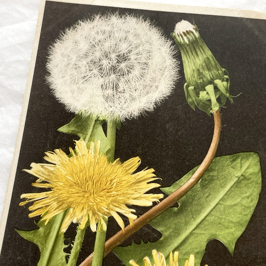 1910s - Vintage Botanical Postcard - Detailed Dandelion Flower Art - Pissenlit Plant Illustration - Collectible Ephemera