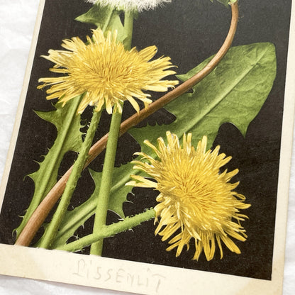 1910s - Vintage Botanical Postcard - Detailed Dandelion Flower Art - Pissenlit Plant Illustration - Collectible Ephemera