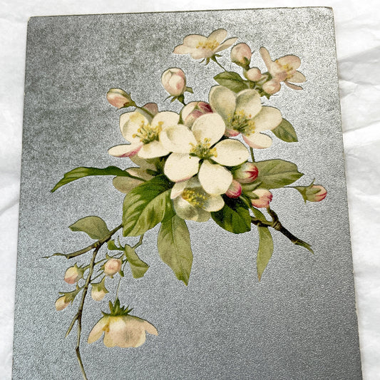 Late 19th - Antique Botanical Postcard - Shimmering White Blossoms Print - Vintage Floral Art Décor - Victorian Ephemera Collectible