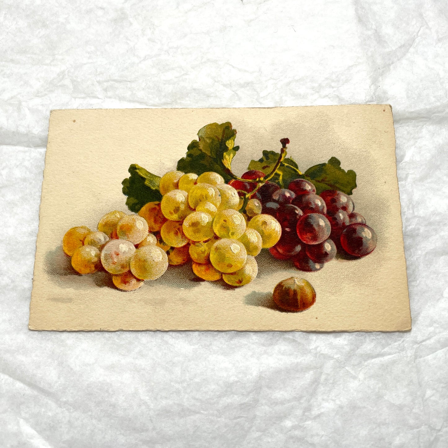 1900s - Vintage Botanical Grapes Postcard - Still Life Fruit Art