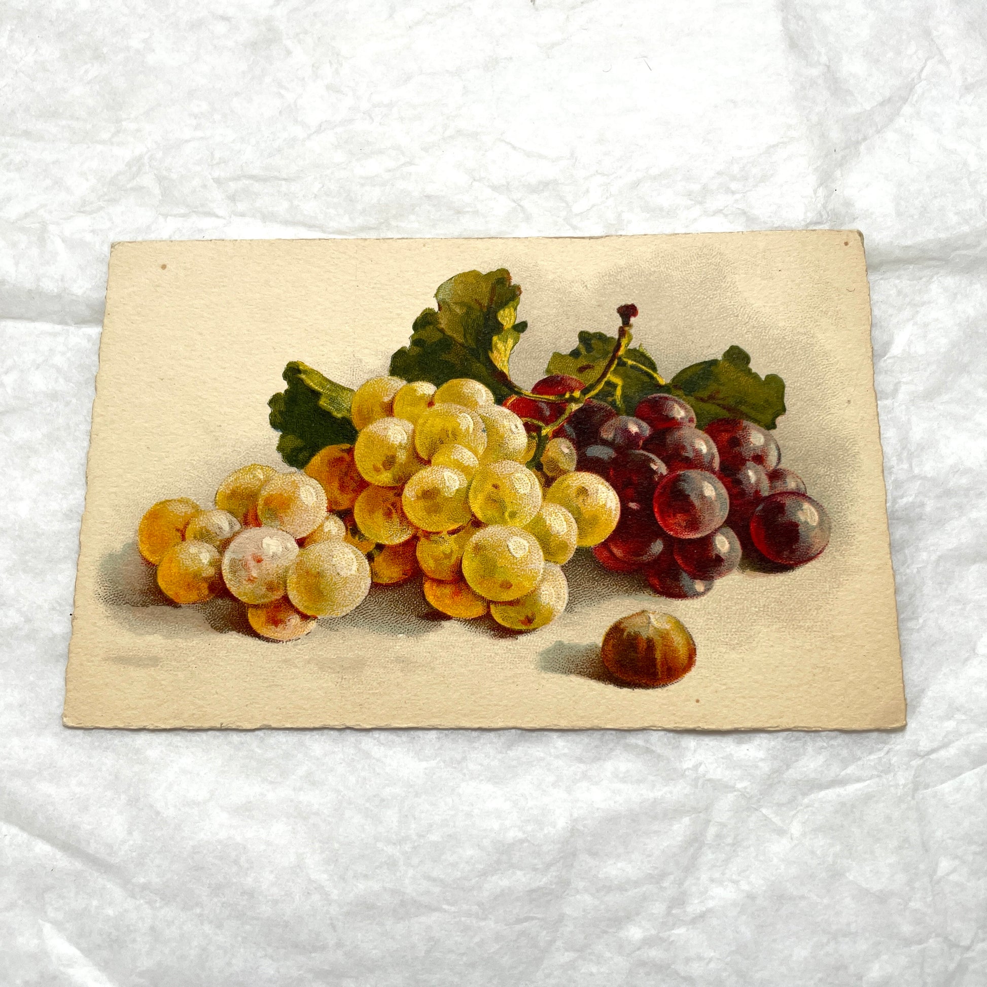 1900s - Vintage Botanical Grapes Postcard - Still Life Fruit Art