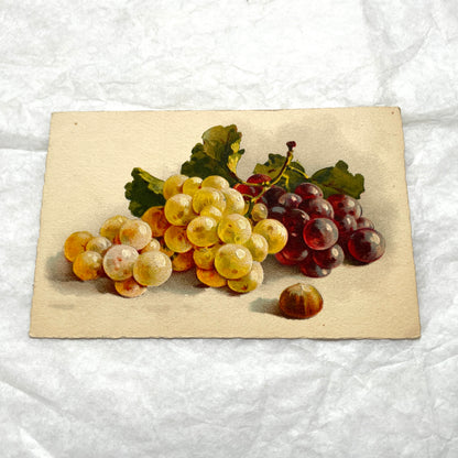 1900s - Vintage Botanical Grapes Postcard - Still Life Fruit Art