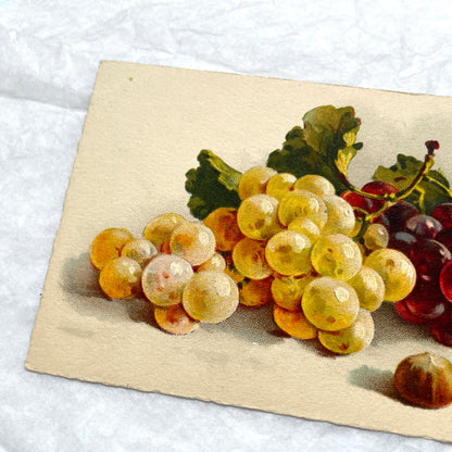 1900s - Vintage Botanical Grapes Postcard - Still Life Fruit Art