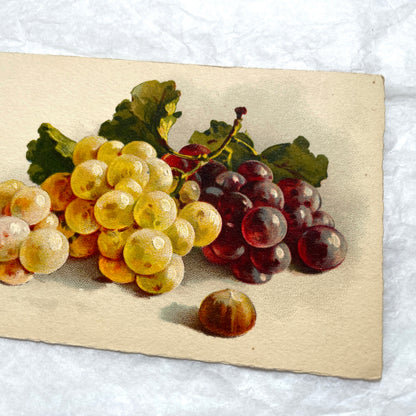 1900s - Vintage Botanical Grapes Postcard - Still Life Fruit Art