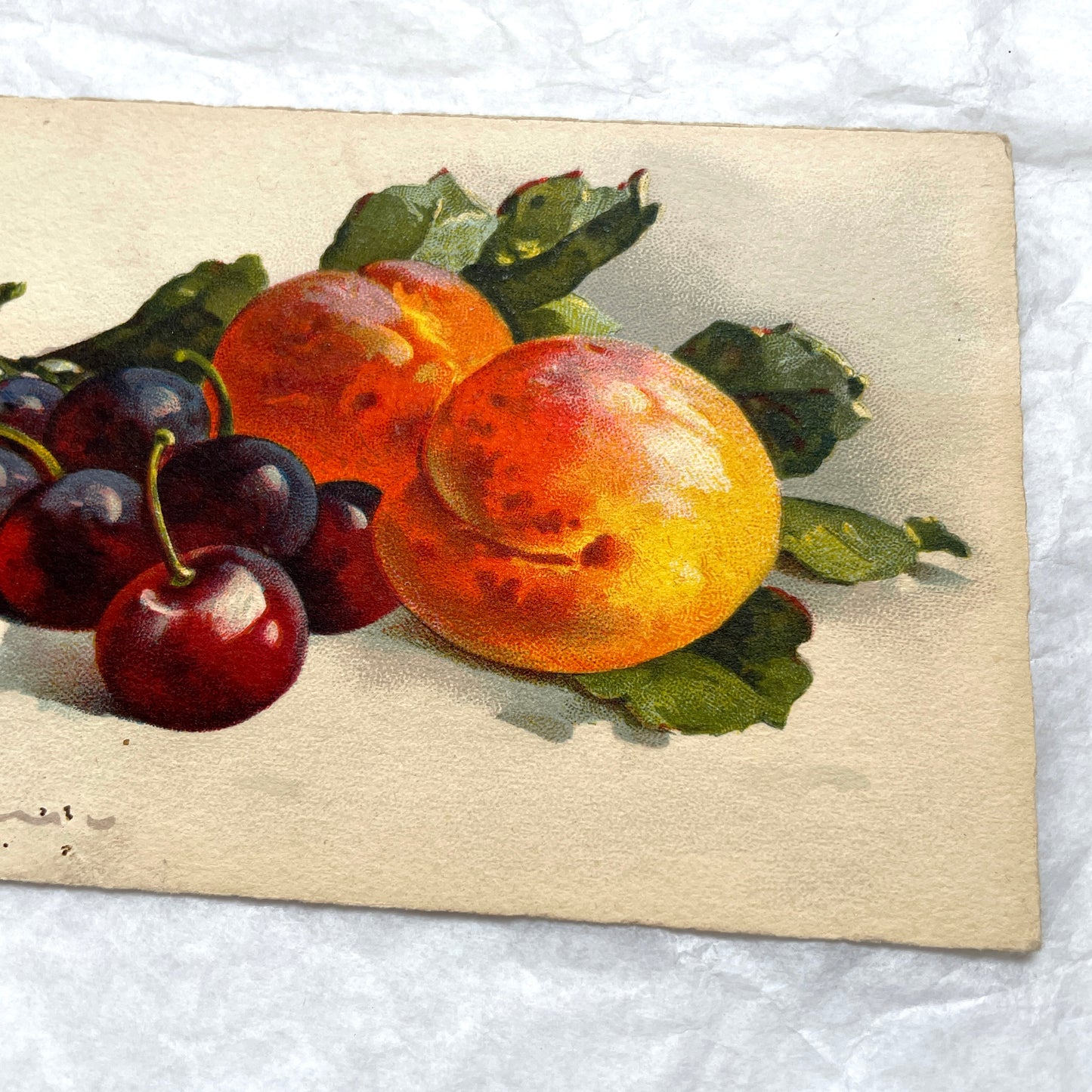 1900s - Antique Postcard - French Fruit Still Life Print