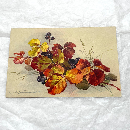 1900s - Vintage Postcard - Autumn Leaves & Wild Blackberries
