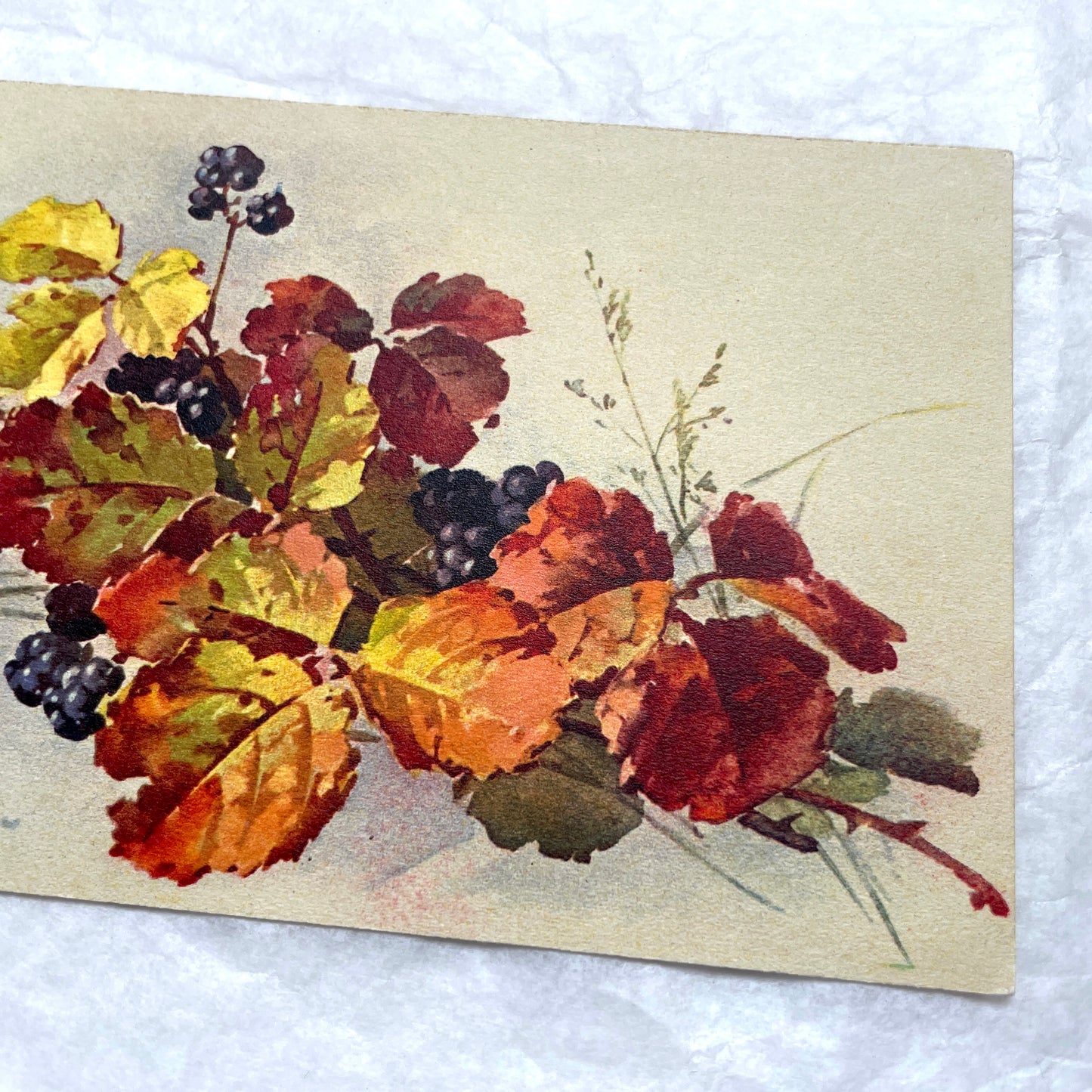 1900s - Vintage Postcard - Autumn Leaves & Wild Blackberries