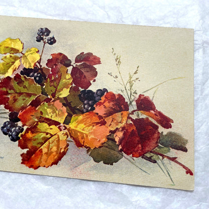 1900s - Vintage Postcard - Autumn Leaves & Wild Blackberries