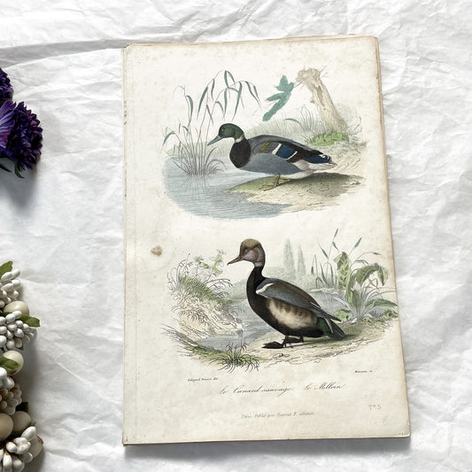 Mid 19th - Antique Hand-Colored Print - Wild Ducks Ornithological Engraving - Mallard Pochard Waterfowl Art - French Natural History Plate