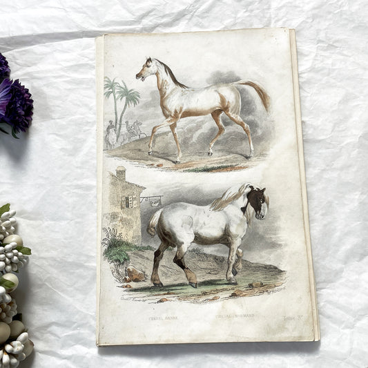 Mid 19th - Hand Colored Horse Engraving - Cheval Barbe & Normand - Antique Equine Art Print - Travies Fournier Natural History Illustration