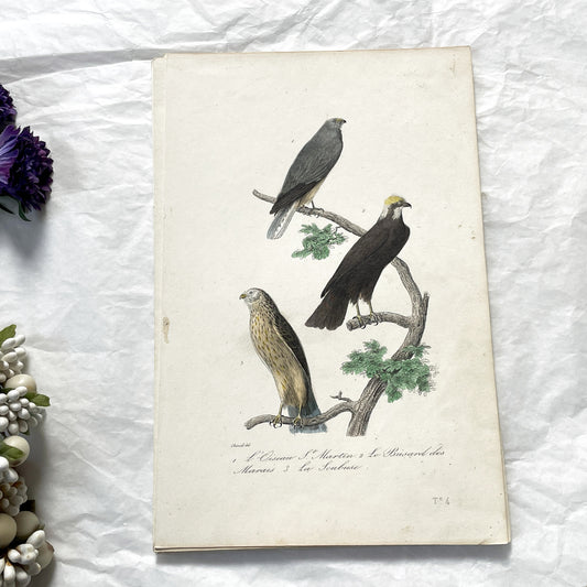 Mid 19th century - Antique French Birds Print - Ornithology Plate - Hand Colored Raptors - Natural History Artwork - Unique Wall Decor