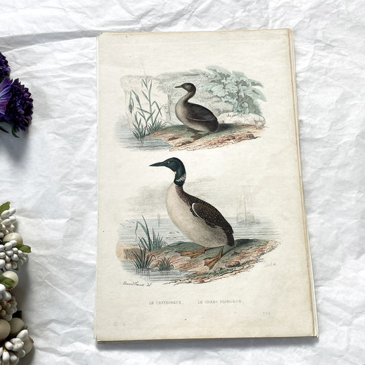 Mid 19th - Original Hand-Colored Bird Lithograph Print - Edouard Travies - Le Castagneux - Le Grand Plongeon - Antique Ornithology Plate