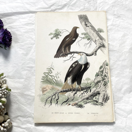 Mid 19th Century - Vintage Bald Eagle Ornithological Print - Hand-Colored Engraving - French Natural History Art - Eagles