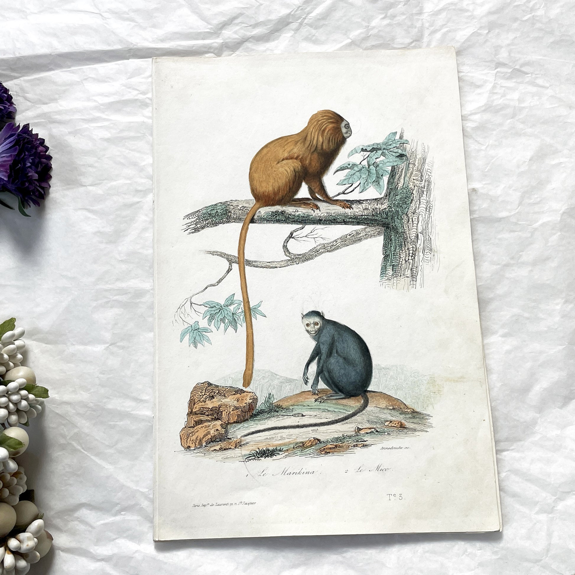 Mid 19th century - Original Hand-Colored Monkey Engraving - Marikina Tamarin and Mico Marmoset Zoological Print - Antique Natural Art