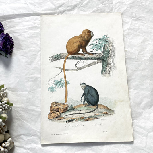 Mid 19th century - Original Hand-Colored Monkey Engraving - Marikina Tamarin and Mico Marmoset Zoological Print - Antique Natural Art